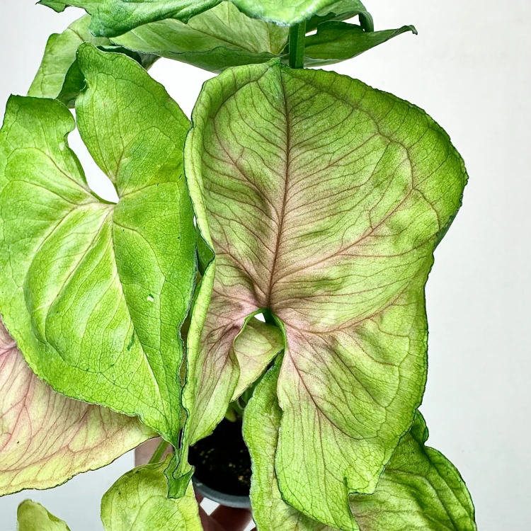 Syngonium Dang Rasamee Tong Zroślicha P9 #4