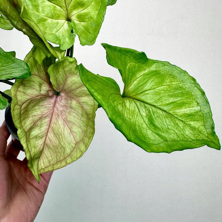 Syngonium Dang Rasamee Tong Zroślicha P9 #5