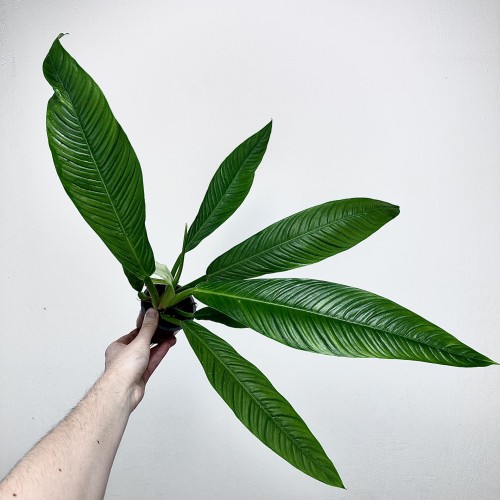 Philodendron Campii Filodendron P9 #1