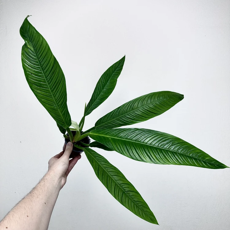 Philodendron Campii Filodendron P9 #1