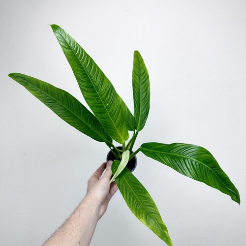Philodendron Campii Filodendron P9 #2
