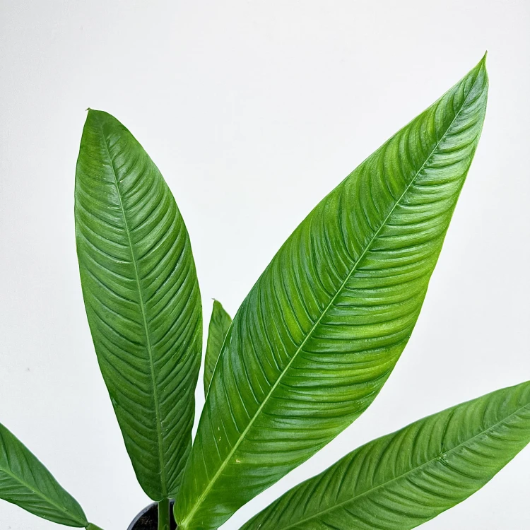 Philodendron Campii Filodendron P9 #3