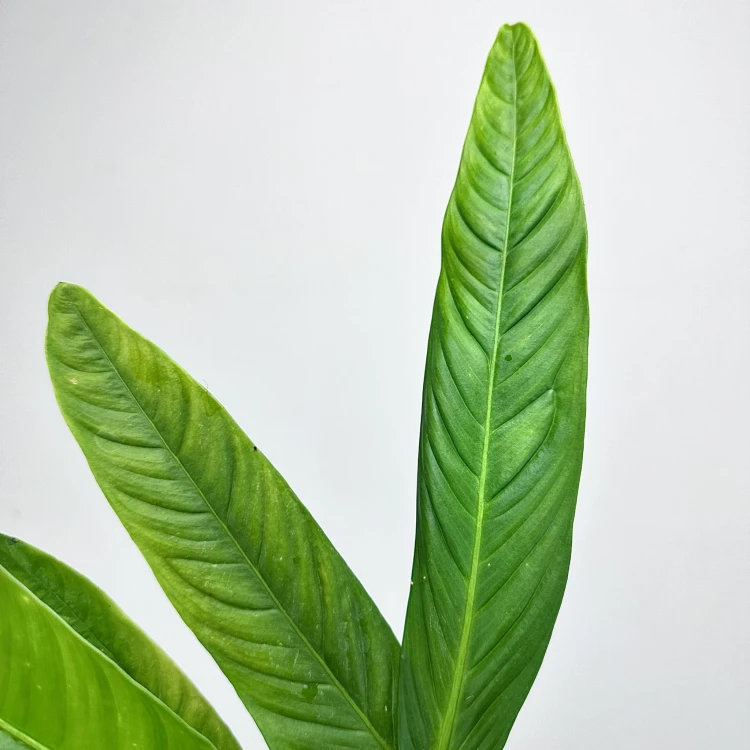 Philodendron Campii Filodendron P9 #4