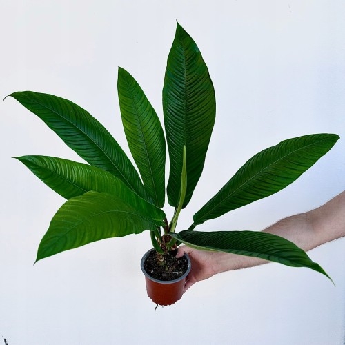 Philodendron Campii Filodendron P14 #1