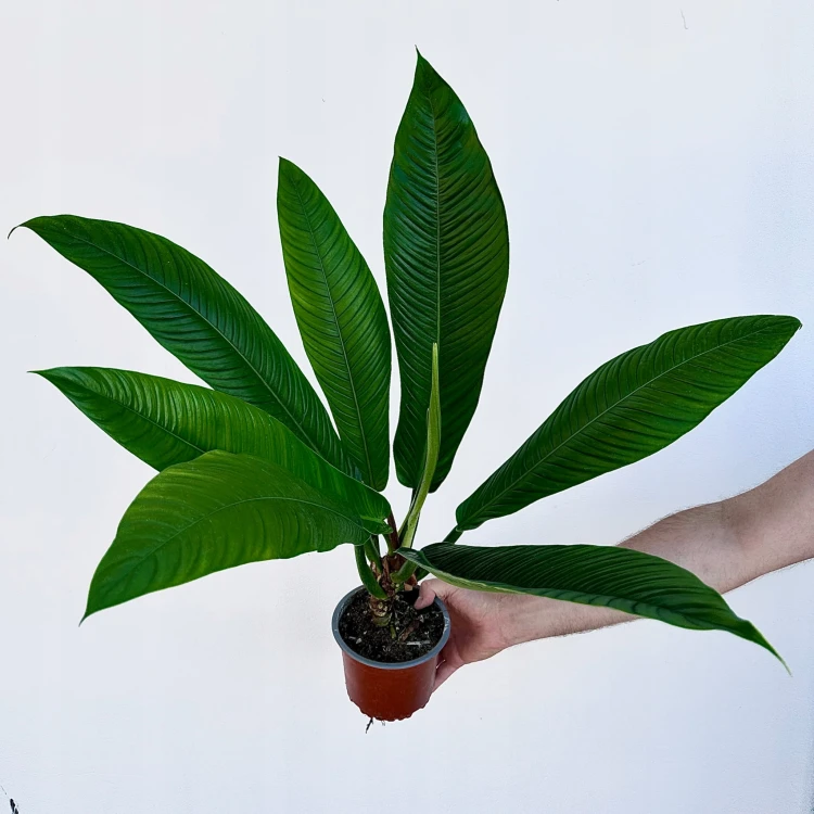 Philodendron Campii Filodendron P14 #1