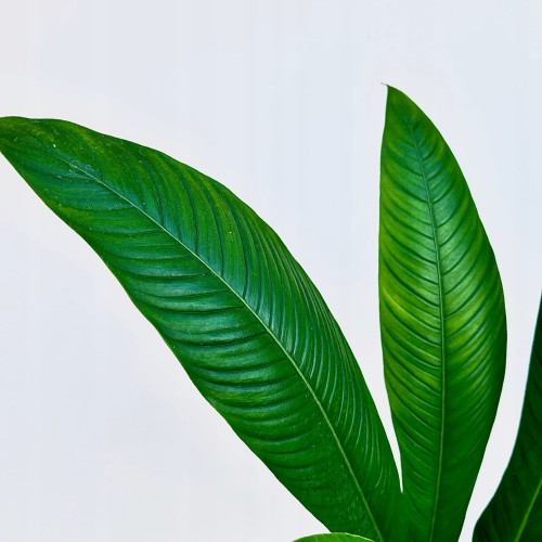 Philodendron Campii Filodendron P14 #2