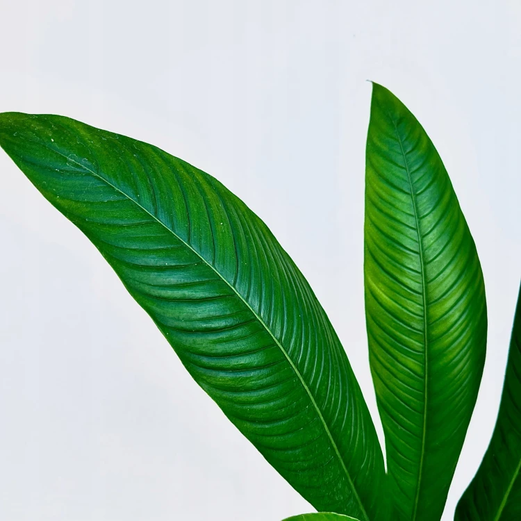 Philodendron Campii Filodendron P14 #2