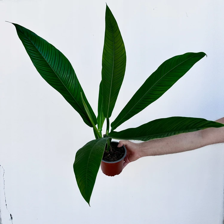 Philodendron Campii Filodendron P14 #3