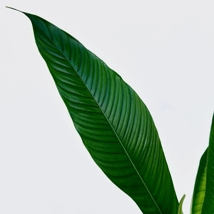 Philodendron Campii Filodendron P14 #4