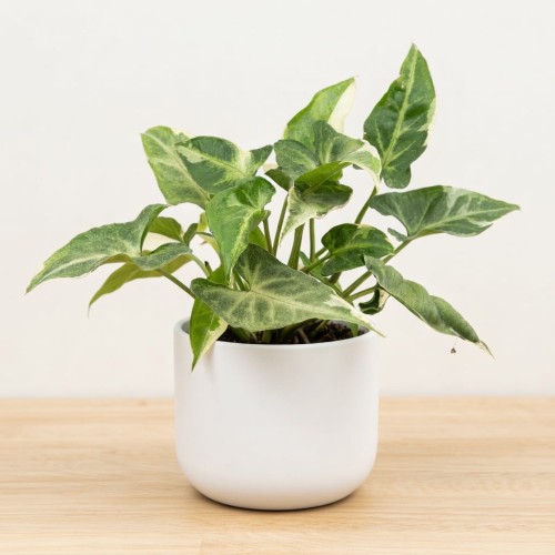 Syngonium T25 Zroślicha P9 #1