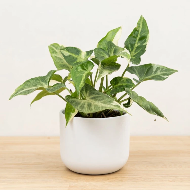 Syngonium T25 Zroślicha P9 #1