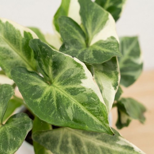 Syngonium T25 Zroślicha P9 #2