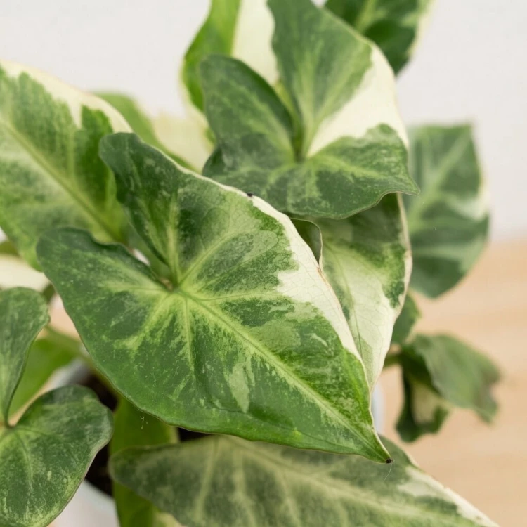Syngonium T25 Zroślicha P9 #2