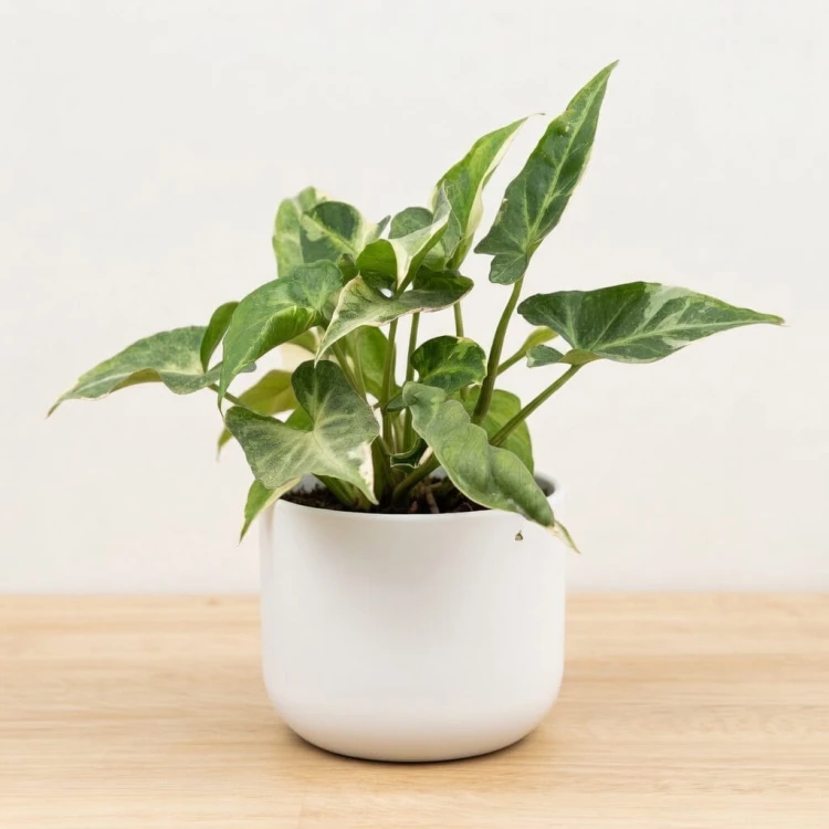 Syngonium T25 Zroślicha P9 #3