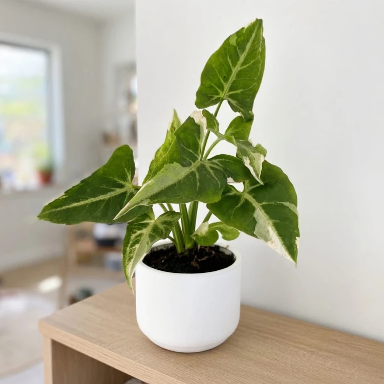 Syngonium T25 Zroślicha P9 #4
