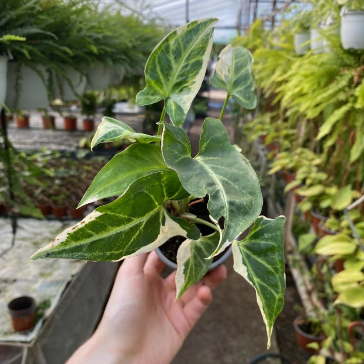 Syngonium T25 Zroślicha P9 #5