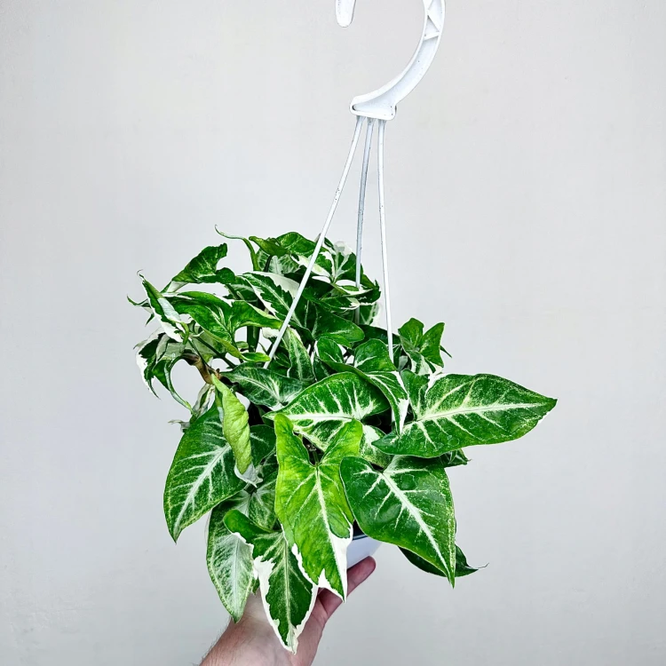 Syngonium T25 Zroślicha P17 wisząca #1