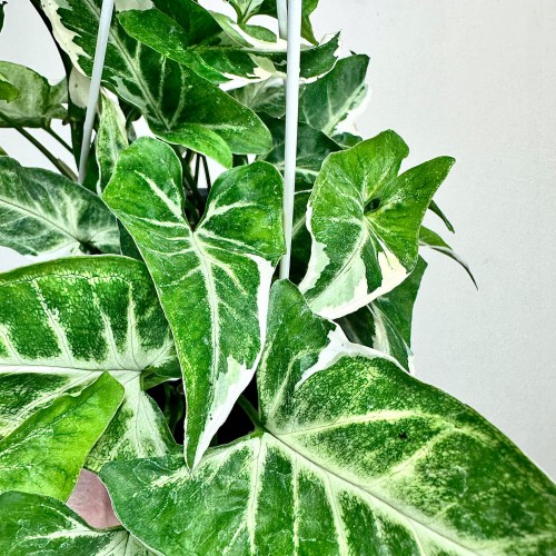 Syngonium T25 Zroślicha P17 wisząca #2