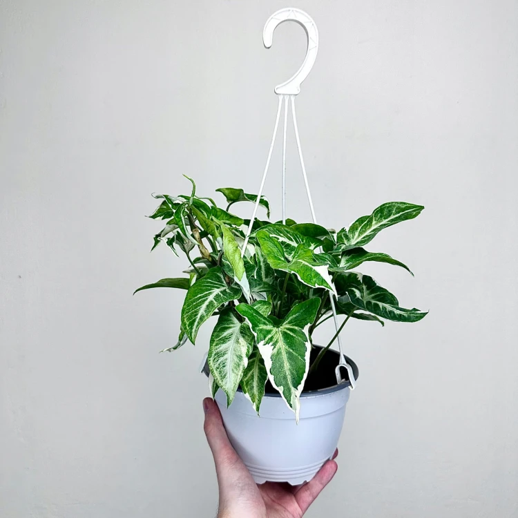 Syngonium T25 Zroślicha P17 wisząca #3