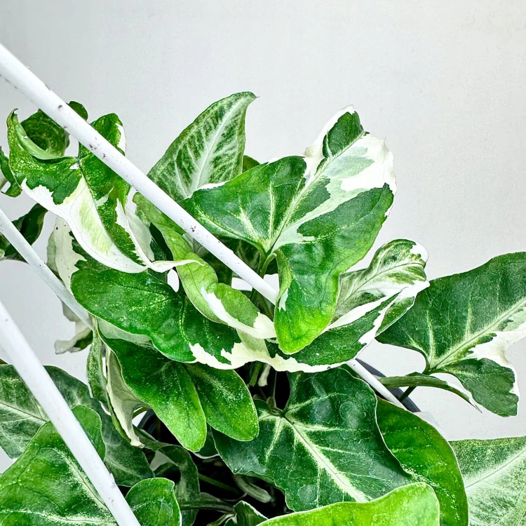 Syngonium T25 Zroślicha P17 wisząca #4