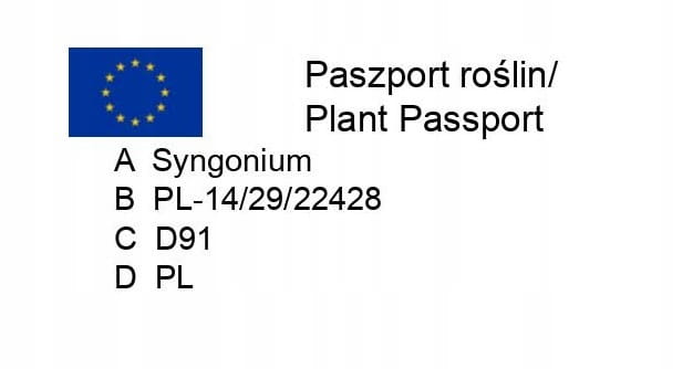 Syngonium T25 Zroślicha P17 wisząca #5