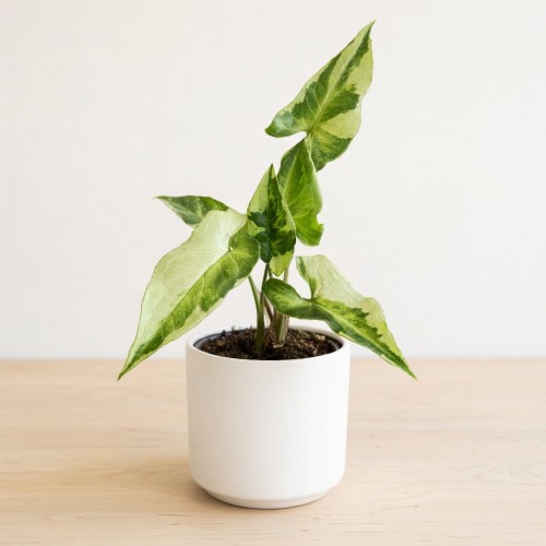Syngonium Three Kings Zroślicha P9 #1