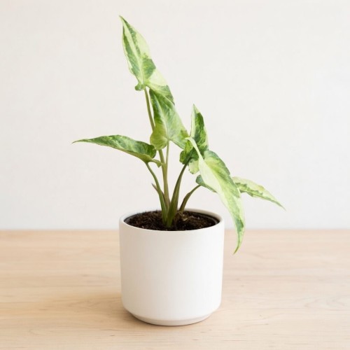 Syngonium Three Kings Zroślicha P9 #2