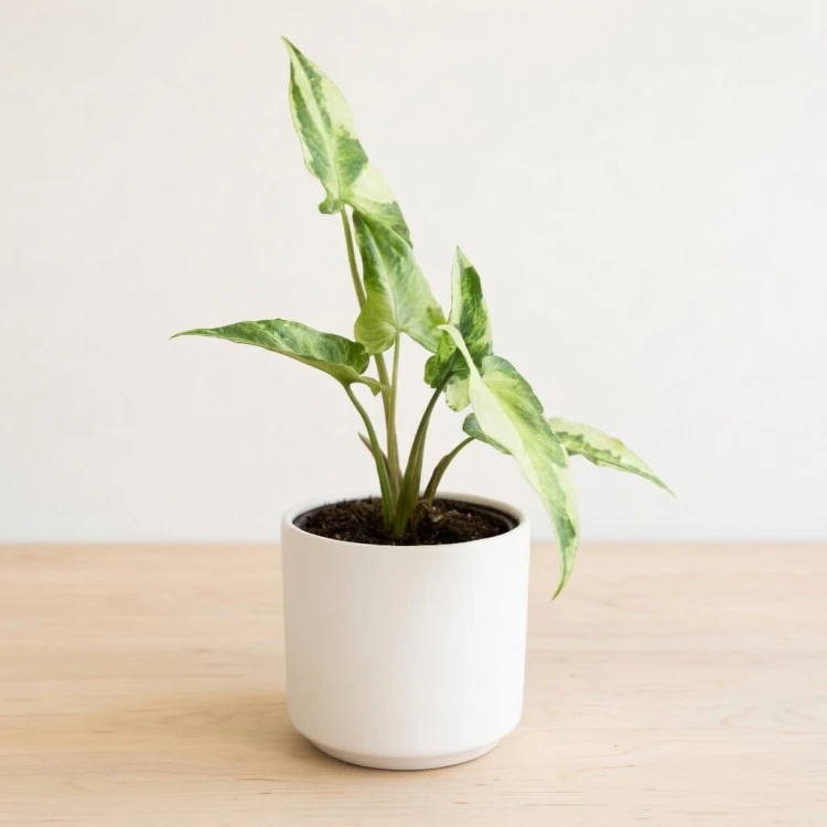Syngonium Three Kings Zroślicha P9 #2