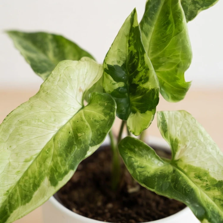 Syngonium Three Kings Zroślicha P9 #3