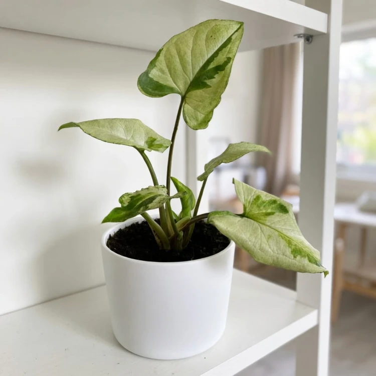 Syngonium Three Kings Zroślicha P9 #4