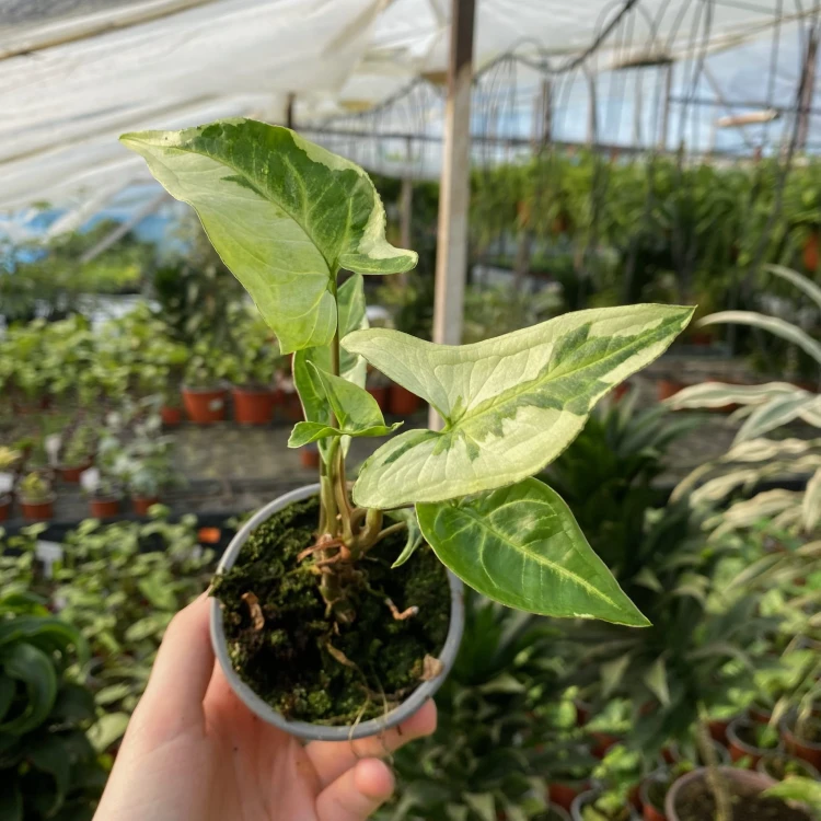 Syngonium Three Kings Zroślicha P9 #5