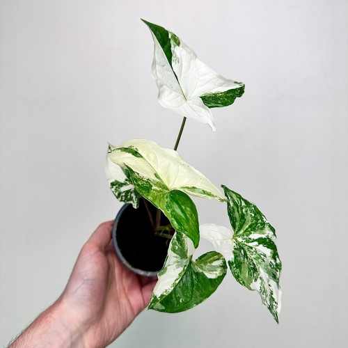 Syngonium Variegata Zroślicha P9 #1