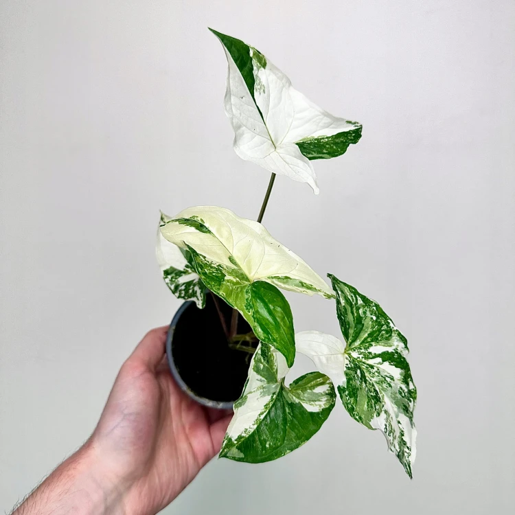 Syngonium Variegata Zroślicha P9 #1