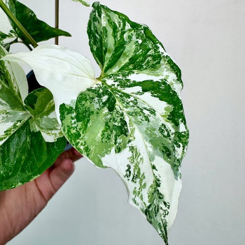 Syngonium Variegata Zroślicha P9 #2