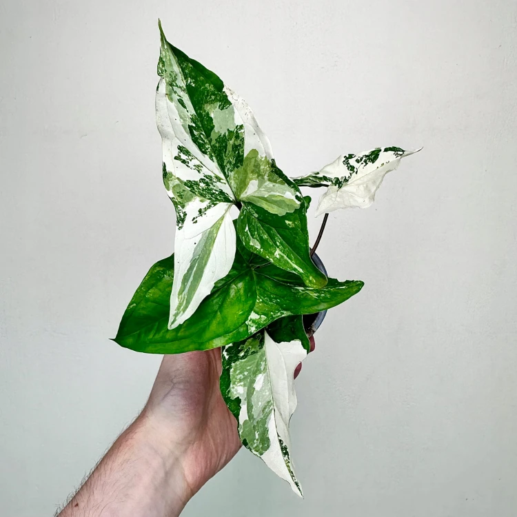 Syngonium Variegata Zroślicha P9 #3