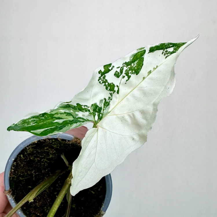 Syngonium Variegata Zroślicha P9 #4