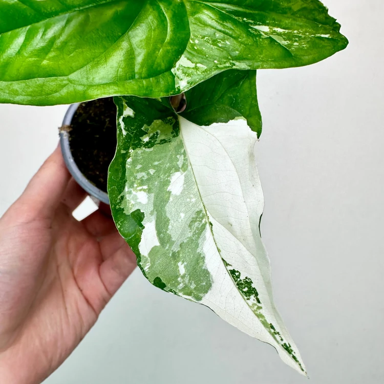 Syngonium Variegata Zroślicha P9 #5