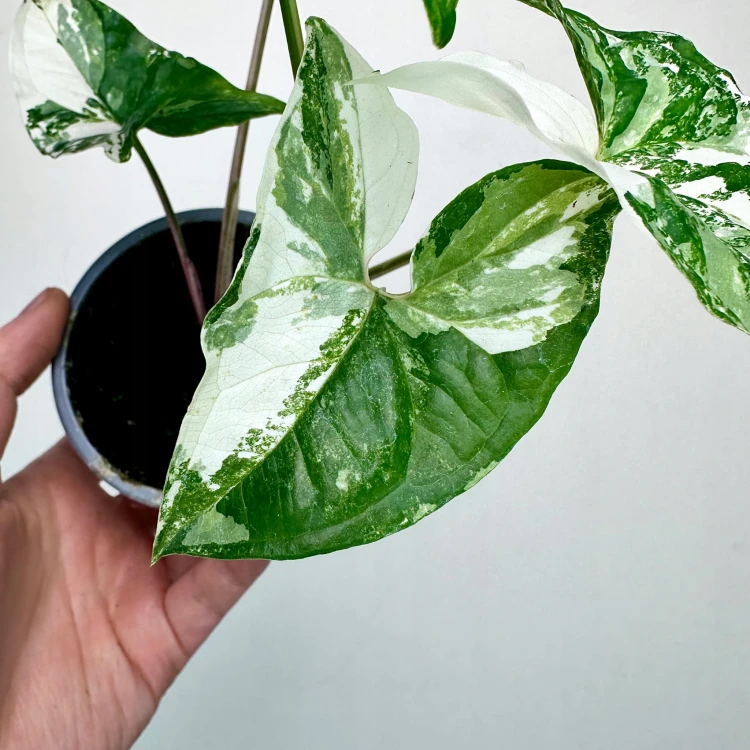 Syngonium Variegata Zroślicha P9 #6