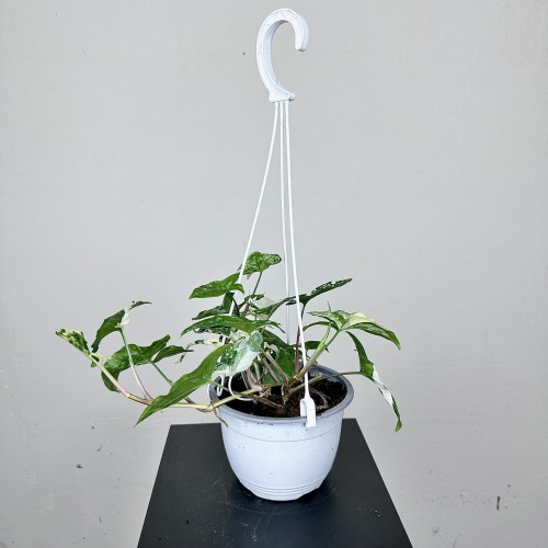 Syngonium Variegata Zroślicha P15 wisząca #2