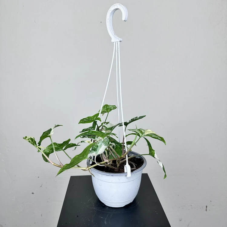 Syngonium Variegata Zroślicha P15 wisząca #2