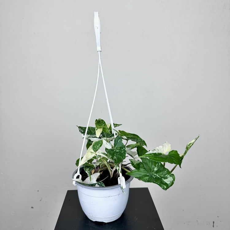 Syngonium Variegata Zroślicha P15 wisząca #3