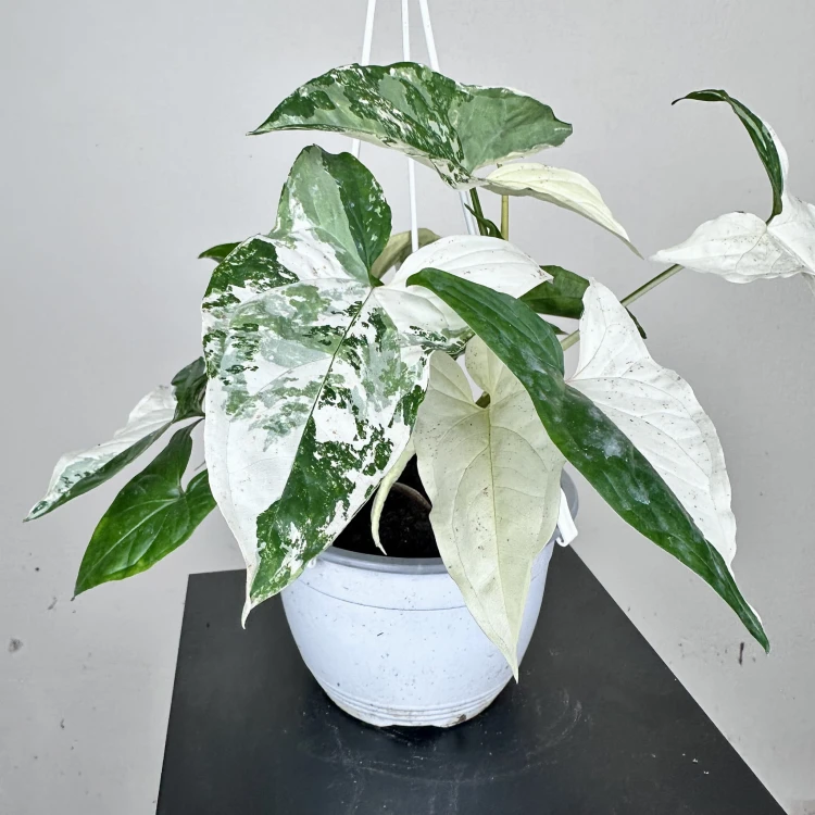 Syngonium Variegata Zroślicha P15 wisząca #4
