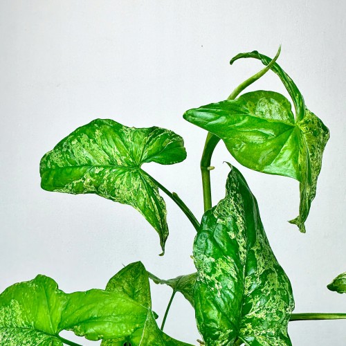 Syngonium Mottled Mojito Zroślicha P15 wisząca #2