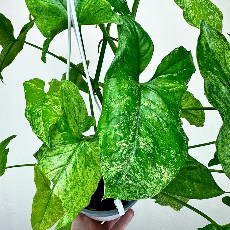 Syngonium Mottled Mojito Zroślicha P15 wisząca #4