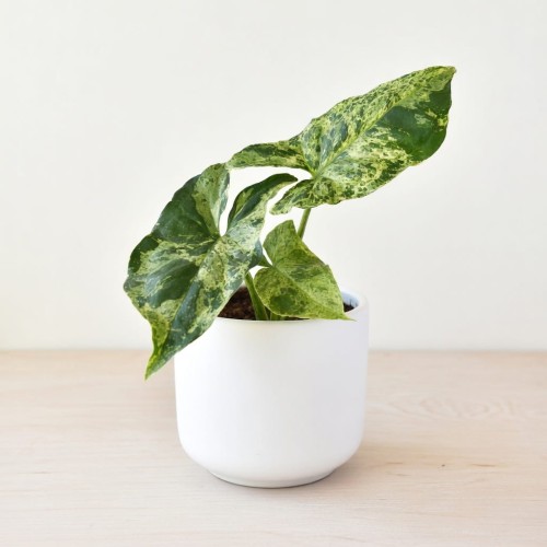 Syngonium Mottled Mojito Zroślicha P9 #1
