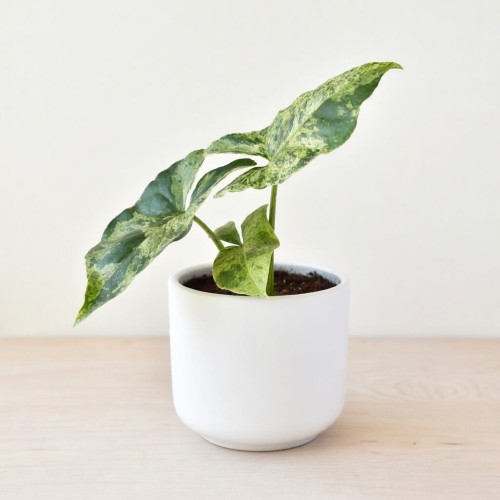 Syngonium Mottled Mojito Zroślicha P9 #2