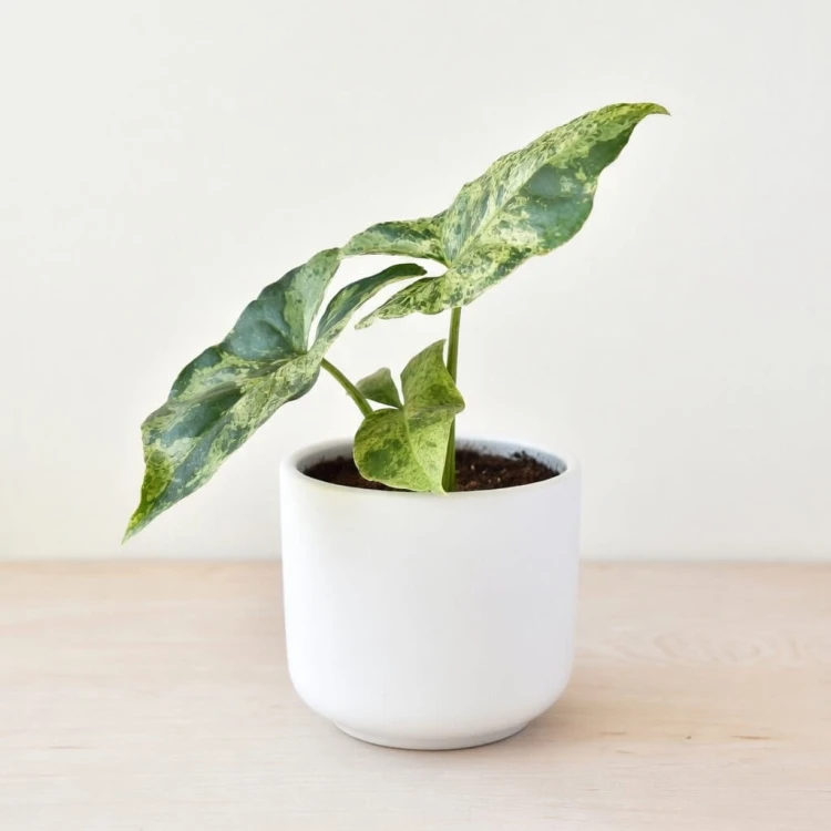 Syngonium Mottled Mojito Zroślicha P9 #2