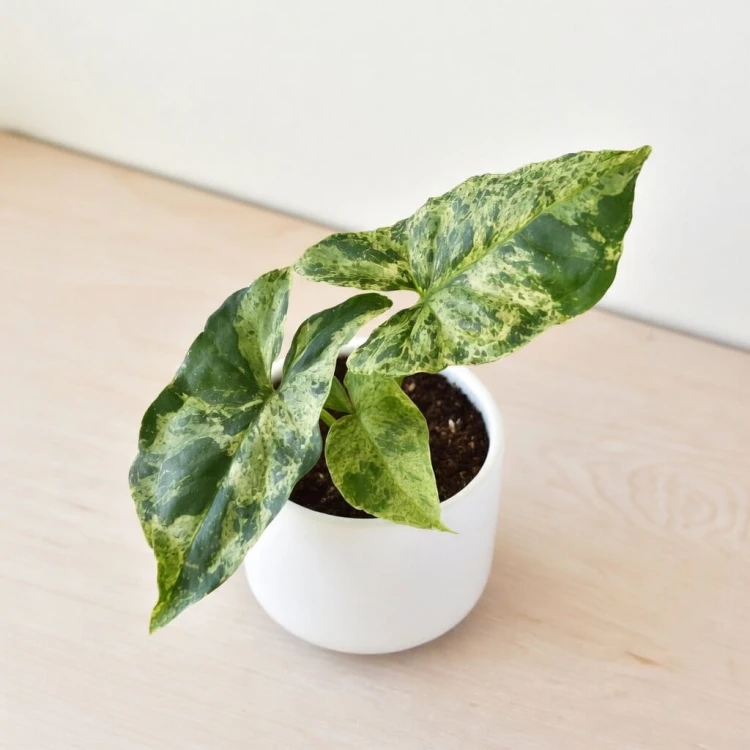 Syngonium Mottled Mojito Zroślicha P9 #3