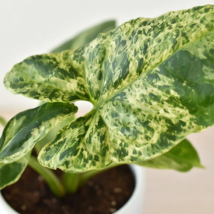 Syngonium Mottled Mojito Zroślicha P9 #4