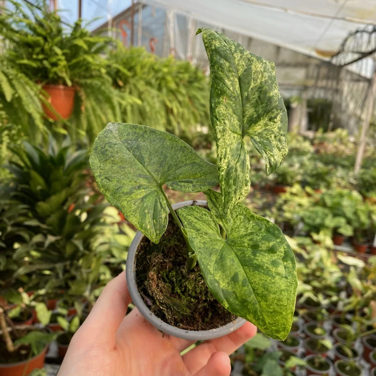 Syngonium Mottled Mojito Zroślicha P9 #6